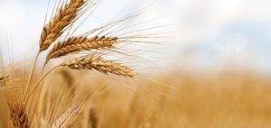 la-vodka-contiene-glutine